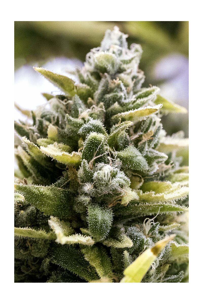 OG Kush Auto, Фасовка: 3, изображение 4